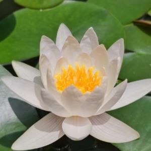 就有道而正焉