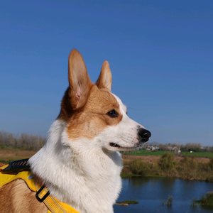 我的柯基叫汉堡 头像