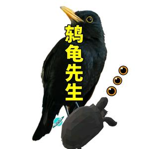 鸫龟先生 头像