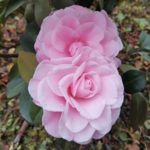 梁梁的世界 头像