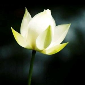 陌上花开hyg
