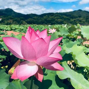 岁月静好 头像