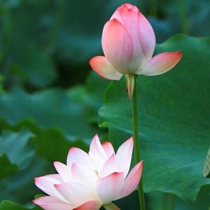 奇妙微风I2 头像