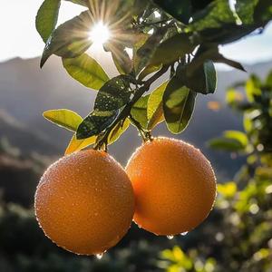 娱乐duangduang 头像