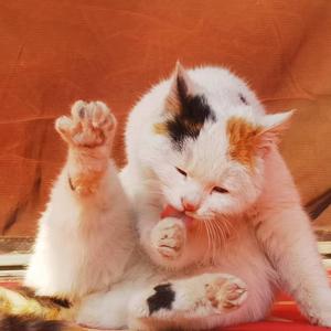 小叶奋斗记 头像