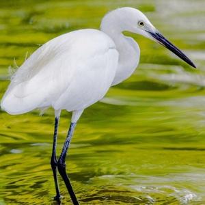 嘟嘟乐小品社 头像