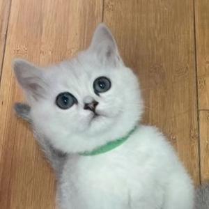 超级好牛牛牛 头像