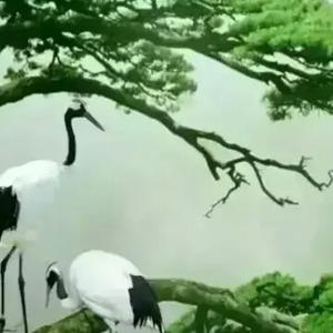 罗曼蒲公英