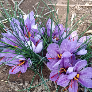 藏红花乡村助农头像