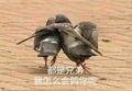 鸽子常见的 10 种病：症状和治疗方案大全，鸽友快收藏！ - 今日头条