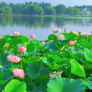 莲语浅吟 头像