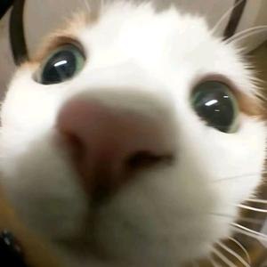 一丝不苟休桃 头像