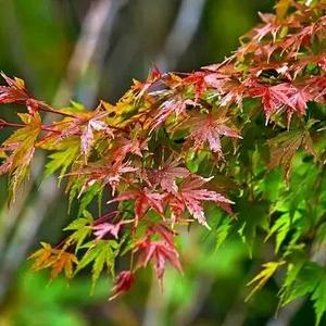 完美梦想9 头像