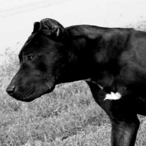 悟空问答 把澳大利亚的100亿只兔子放到非洲大草原会发生什么呢 还会泛滥成灾或重创生态吗 无痕ty的回答 0赞