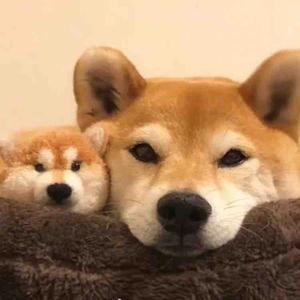 是丹丹丹妮 头像