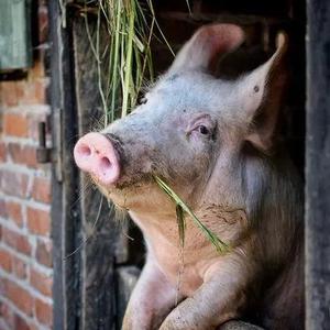 十一旺工作室 头像