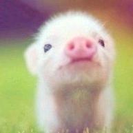 此生不换欢 头像