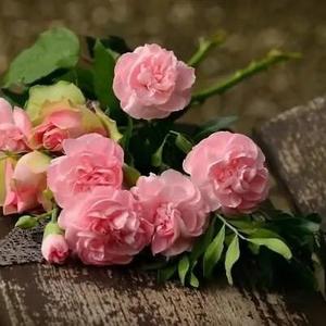春暖花开 头像