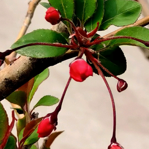 兰花花依旧香头像