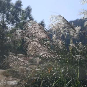 大早爱生活 头像