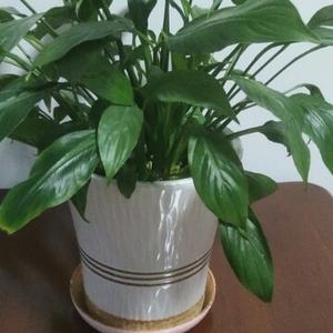 雨中徘徊的我 头像