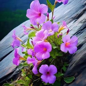 优雅梦想7 头像