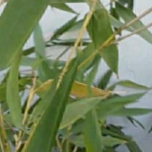 靑山瘦竹