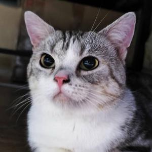 大帅是只矮脚猫 头像