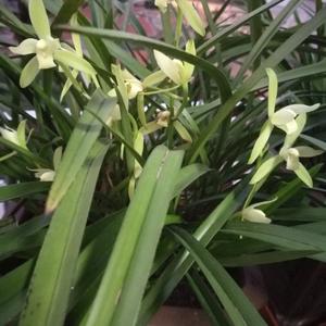 山东赤山律师 头像