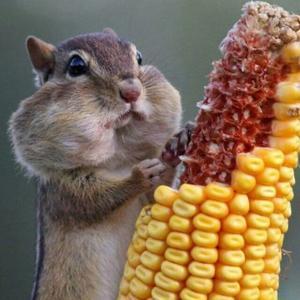 二蛋蛋搞笑盲盒 头像