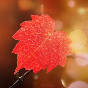 魔法山丘jqR 头像