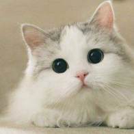 谁不爱小猫猫呢 头像