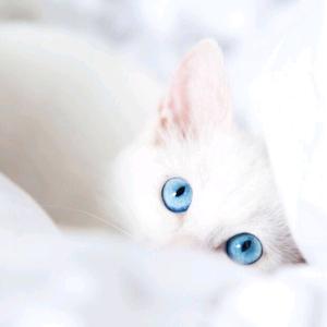 加油吧小猪 头像