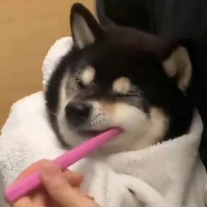 洒脱小猫vvv 头像