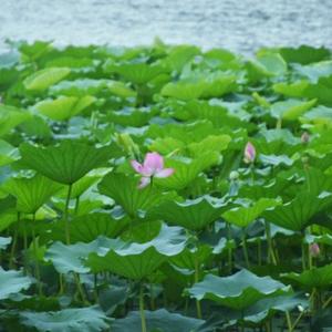 笑看人间惊鸿宴 头像