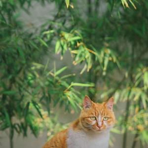爱在深秋花丛中 头像