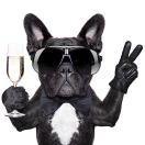 悠闲懒懒铲屎官 头像