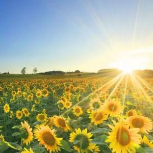 爱生活的胖兔子 头像