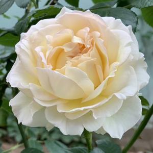 淡淡的淡定 头像