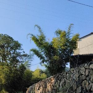 山野老伯
