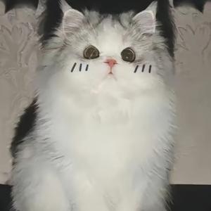 梅花说体育 头像