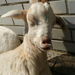 大刚趣生活 头像