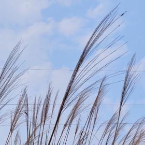 勇敢的自在天空 头像