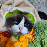 游戏推荐官小致 头像