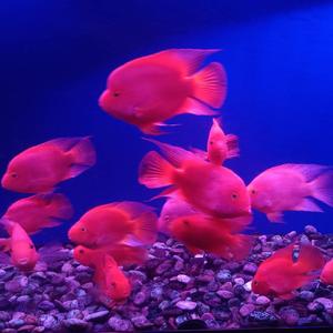 路遥知马力 头像