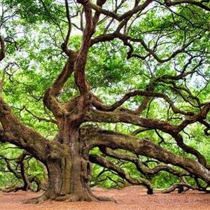 丸子头的夏天 头像