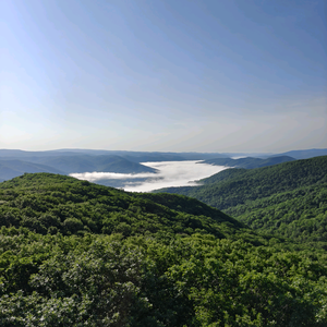 深山神奇植物 头像