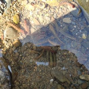 溪边快乐摸虾的人 头像