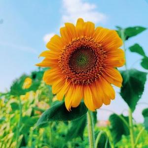 毛豆种植枝术都有哪些 头条问答