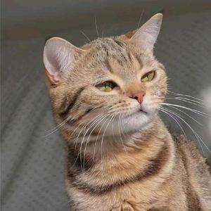 目标百万粉 头像